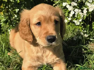 Golden Retriever dogs for sale: *Beautiful KC, DNA clear Golden retriever pups* - Advert 1