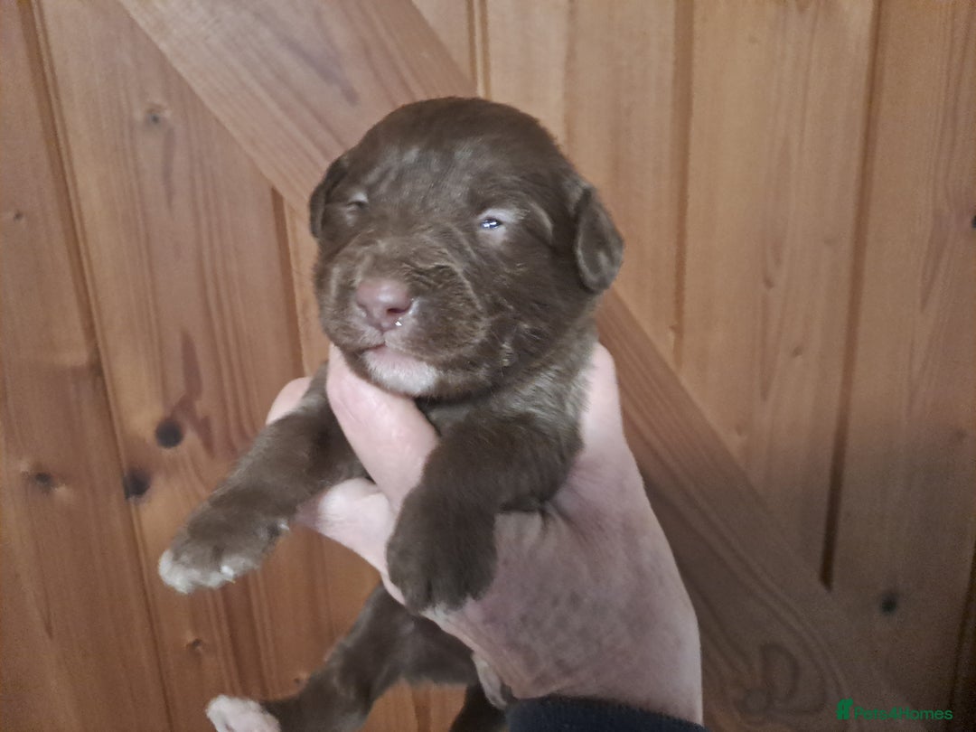 Labradoodle dogs for sale: Gorgeous Mini Labradoodle Puppies - Advert 4