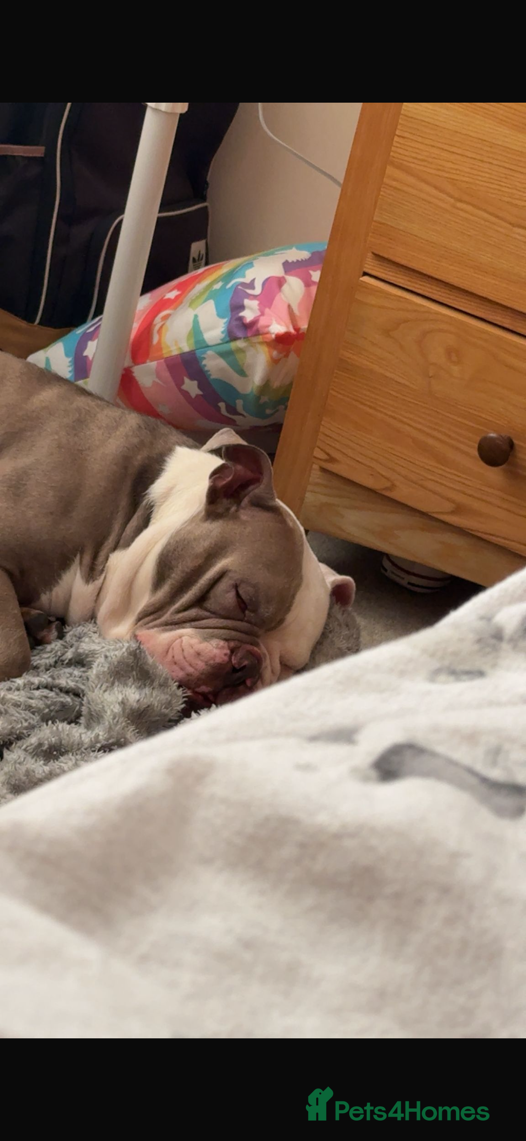 English Bulldog dogs for sale: Old mixed with new English bull dog  - Advert 2