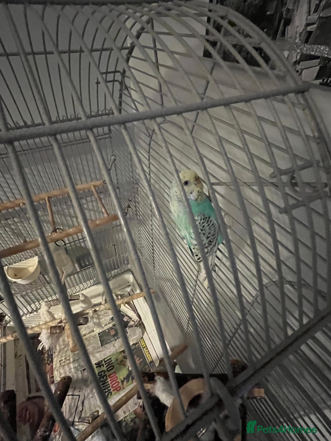 Budgerigars birds for sale: Gorgeous budgie  - Image 3