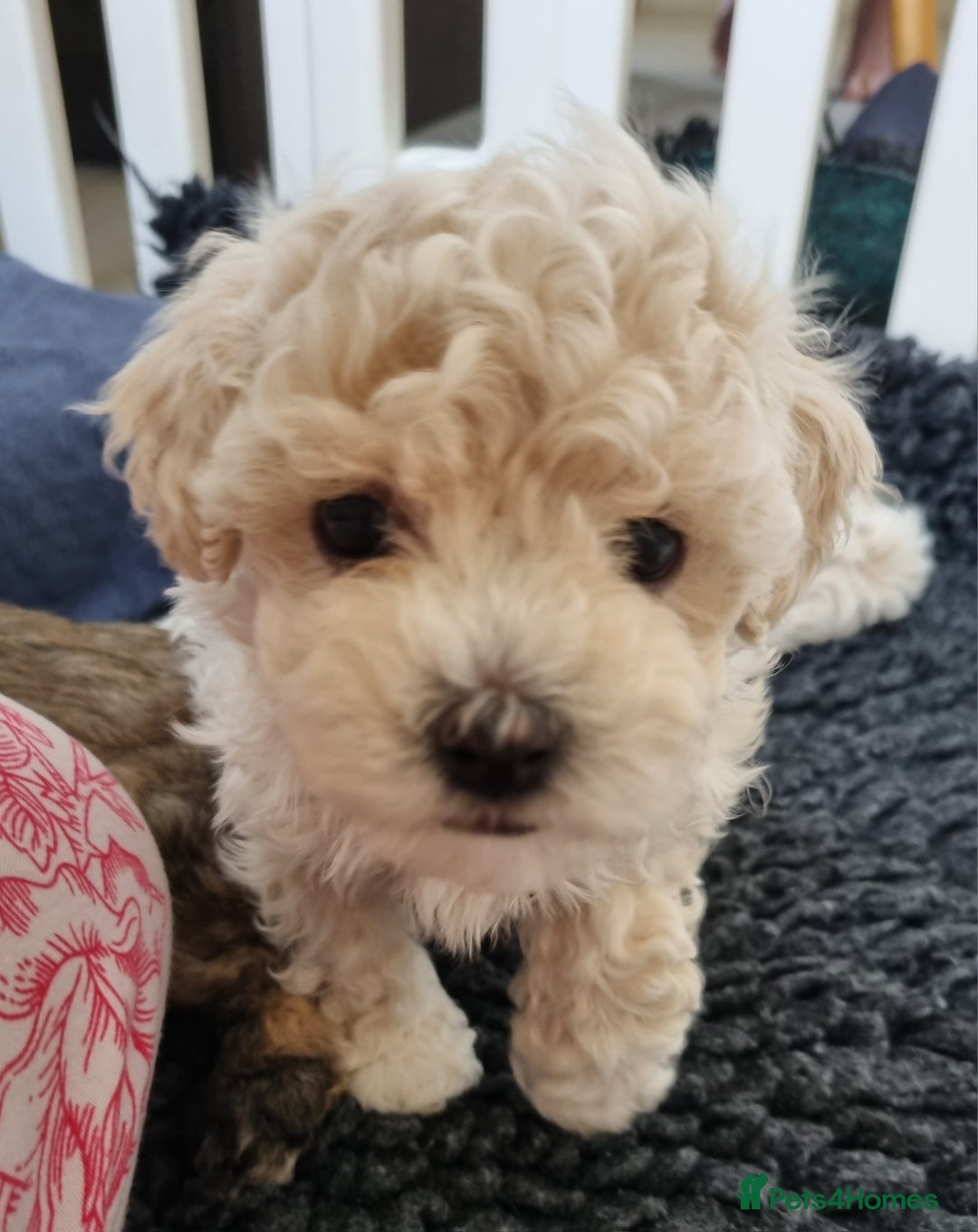 Maltipoo dogs for sale: Rare F2 Toy Maltipoos, DNA Clear + Basic Training - Image 30