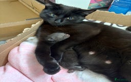 Bombay cats for sale: 1 Male 1 Female Bombay Mix kitten  - Image 8