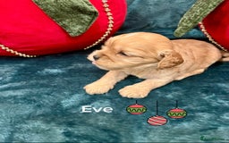 Cavapoo dogs for sale: ✨Beautiful Toy Cavapoo Puppies KC Reg parents✨ - Advert 4
