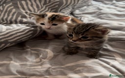 Domestic Shorthair cats for sale: Adorable 8 week old Kittens  - Image 5