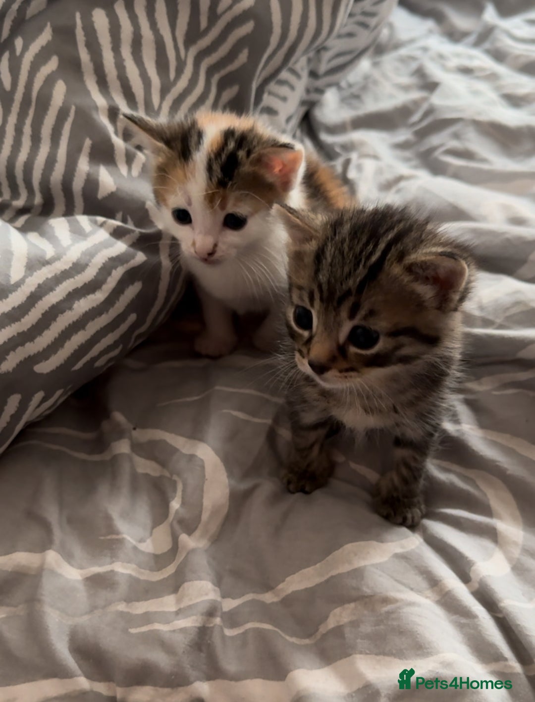 Domestic Shorthair cats for sale: Adorable 8 week old Kittens  - Image 5