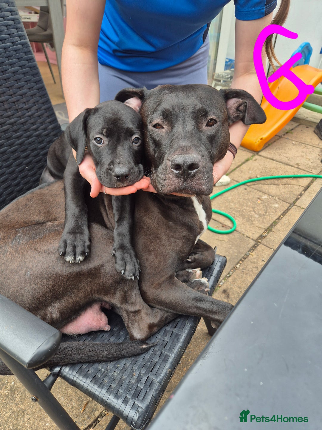 American Bully dogs for sale: American Bully Pups for sale - Image 29