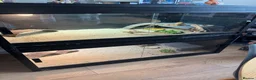 Bearded Dragon reptiles for sale: Two bearded dragons  in Bilston - Advert 3