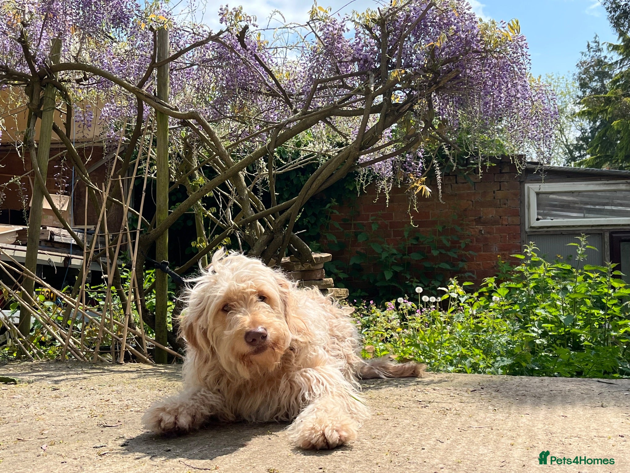 Goldendoodle dogs Beautiful 4-Year-Old Goldendoodle - Advert 1