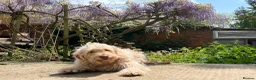 Goldendoodle dogs for sale: Beautiful 4-Year-Old Goldendoodle - Advert 1