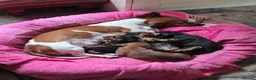 Miniature Dachshund dogs for sale: Minature Dachshund  - Advert 16