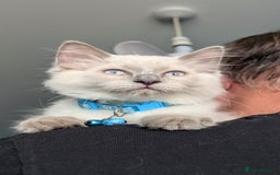 Ragdoll cats for sale: Ragdoll kittens for sale - Image 7