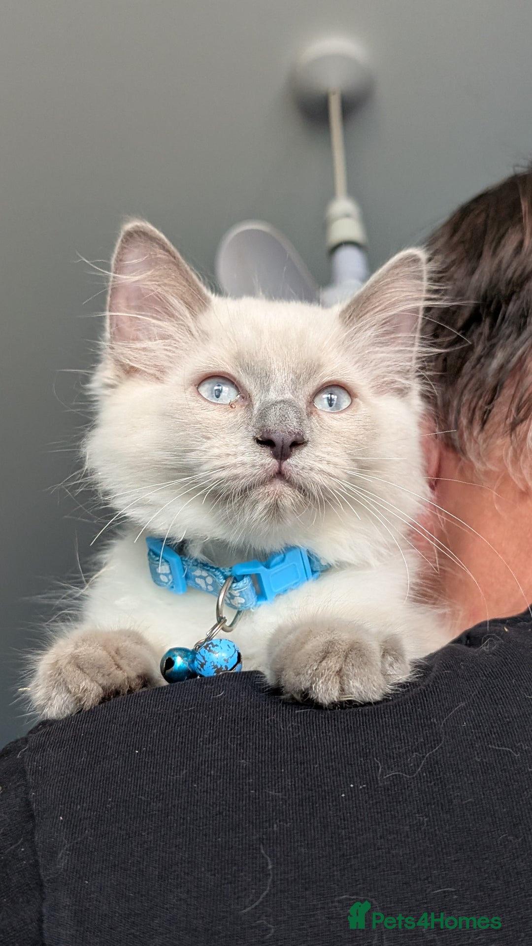 Ragdoll cats for sale: Ragdoll kittens for sale - Image 7