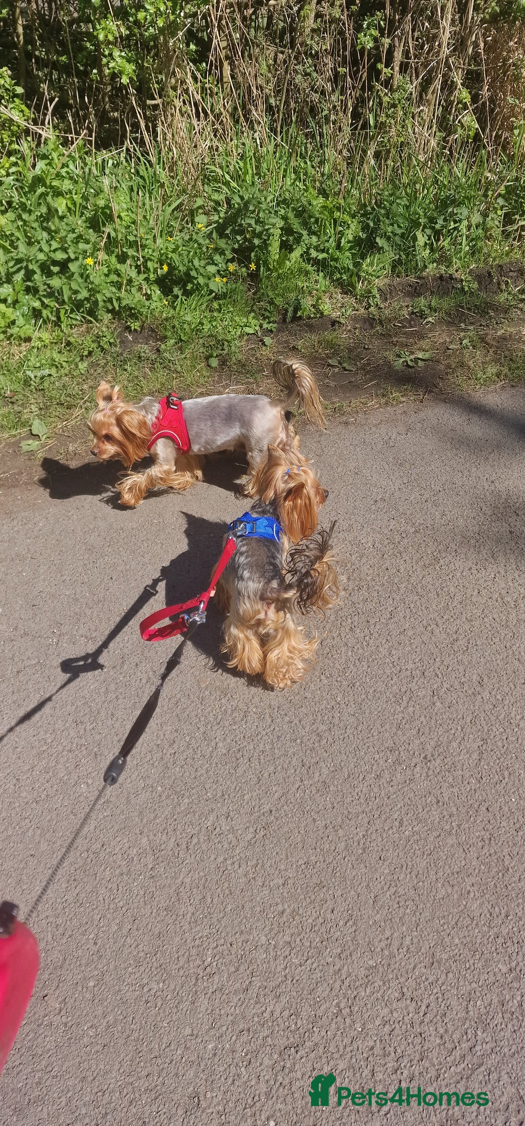 Yorkshire Terrier dogs for sale: Adult York Terrier for sale  - Image 15