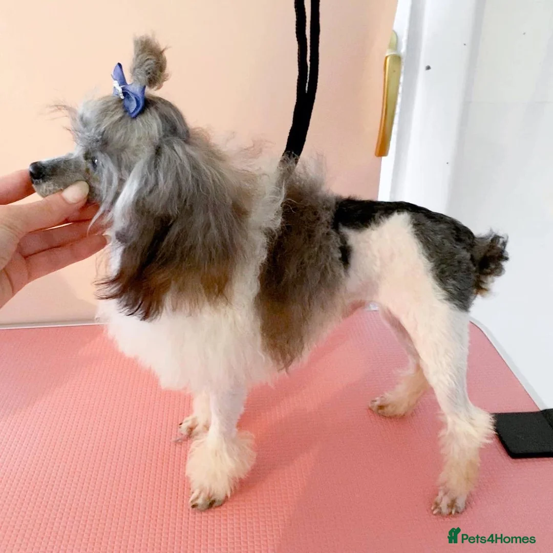 Toy Poodle dogs for stud: 7.5inch Toy HEALTH TESTED ASIAN IMPORT in Guildford - Advert 23