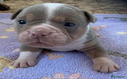 Olde English Bulldogge dogs for sale: Olde english bulldogge pups 1 male / 1 female  - Image 8