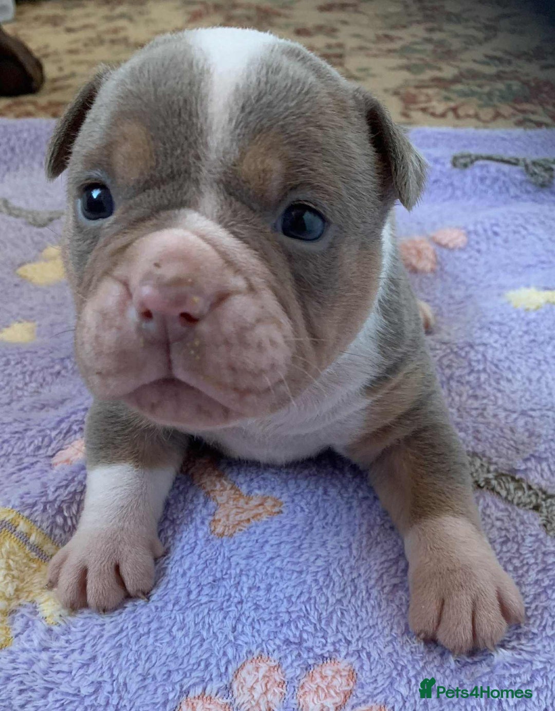 Olde English Bulldogge dogs for sale: Olde english bulldogge pups 1 male / 1 female  - Image 8