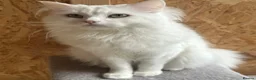 Mixed Breed cats for sale: Beautiful Maine coon x Persian boy  - Advert 1