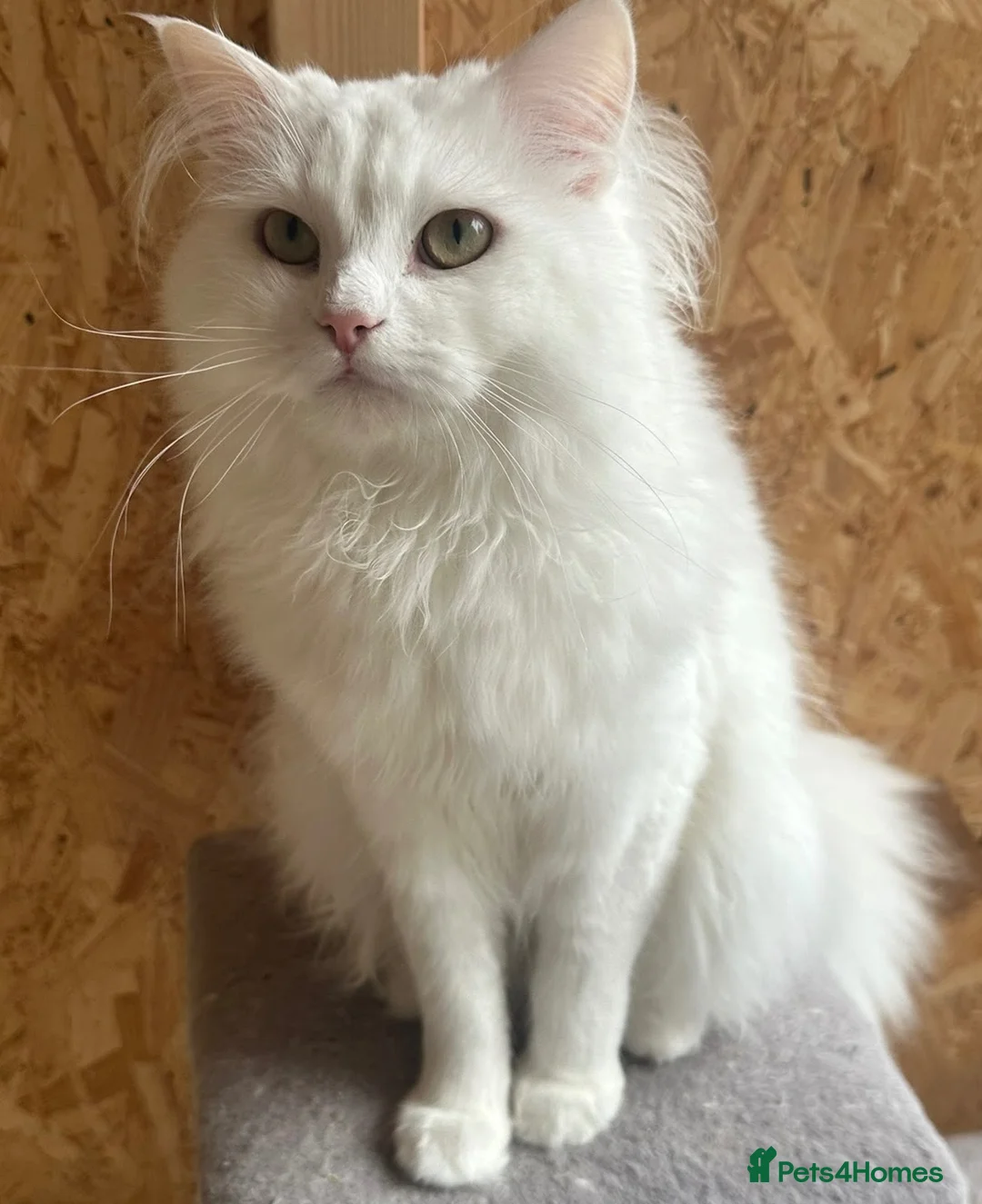 Mixed Breed cats for sale: Beautiful Maine coon x Persian boy  - Advert 1