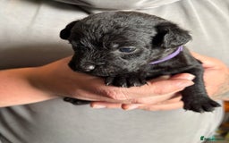 Patterdale Terrier dogs for sale: Patterdale puppies  - Image 17