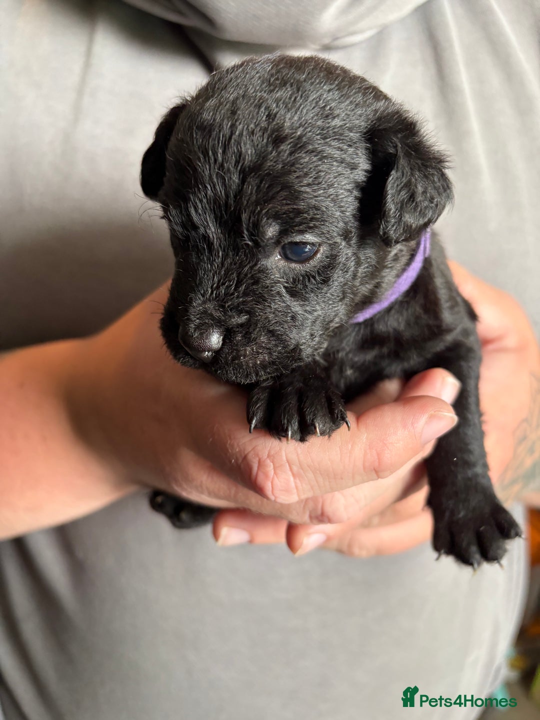Patterdale Terrier dogs for sale: Patterdale puppies  - Image 17