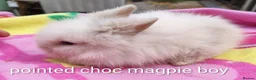 Mini Lop rabbits for sale: Beautiful bunnies - Advert 8