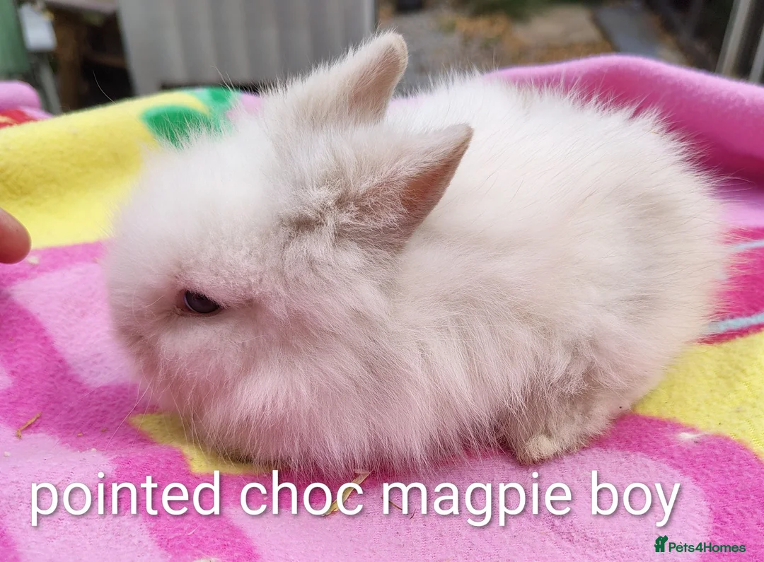 Mini Lop rabbits for sale: Beautiful bunnies - Advert 8