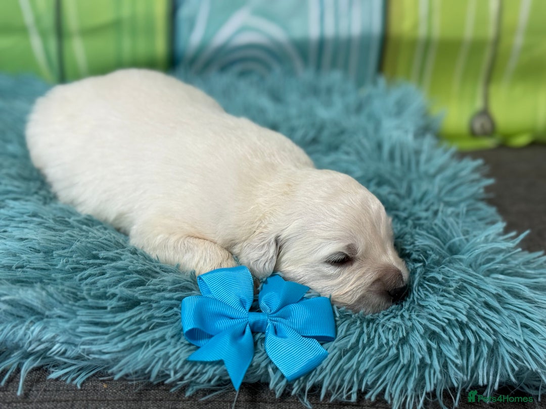 Golden Retriever dogs for sale: Beautiful KC reg DNA clear puppies available  - Advert 4