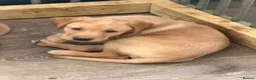 Labrador Retriever dogs for sale: 3 Beautiful labrador puppies ❤️ - Advert 5