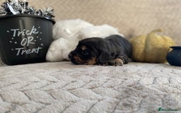 Cocker Spaniel dogs for sale: Working cocker spaniel puppies  - Image 8