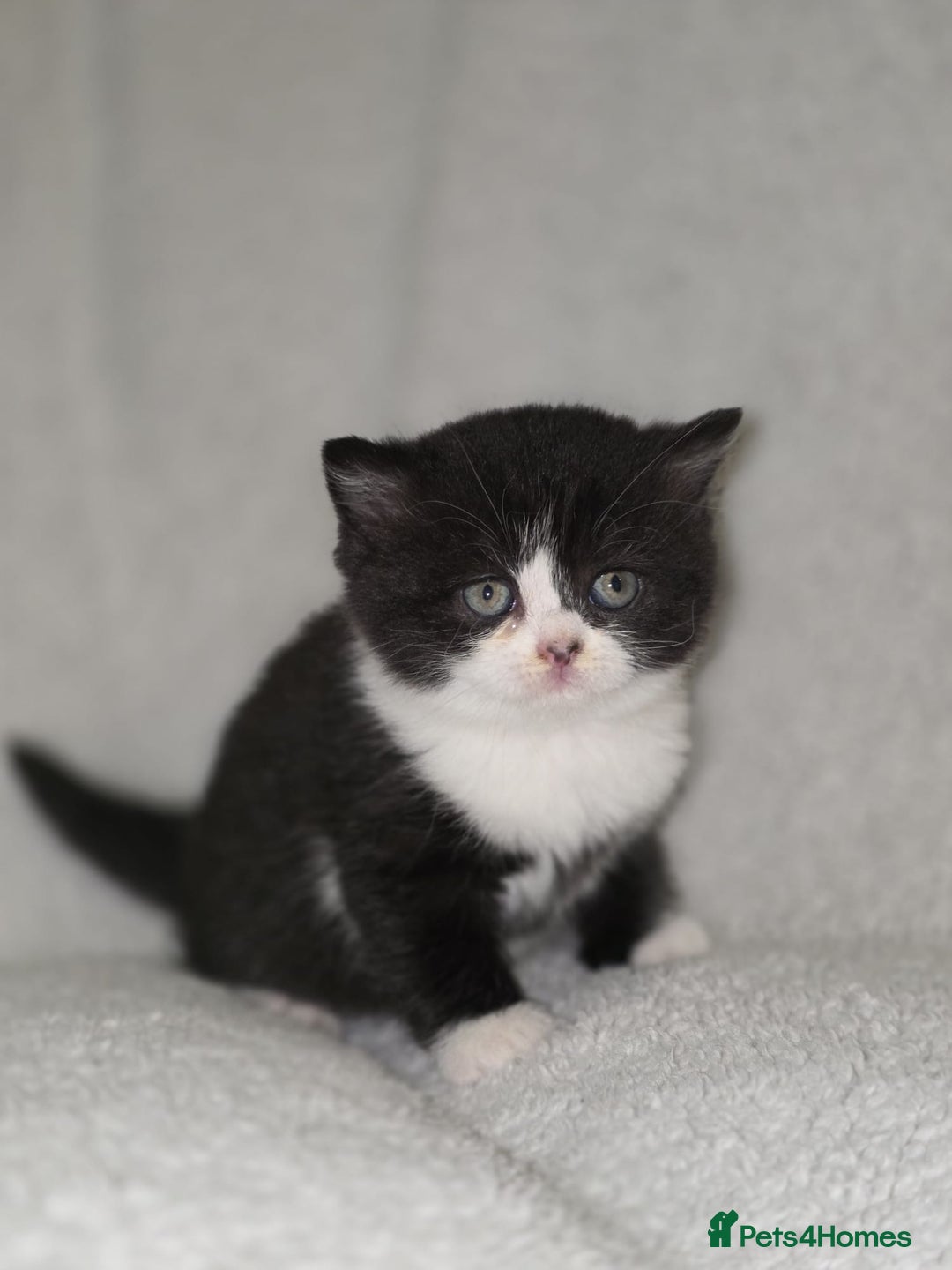 British Shorthair cats for sale: Beautiful British shorthair kittens - Image 7