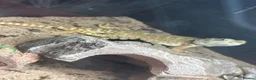 Dragon reptiles for sale: Rankins and bearded dragon!  in Braintree - Advert 1