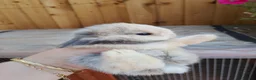 Chickens poultry for sale: Mini lop baby's  - Advert 5