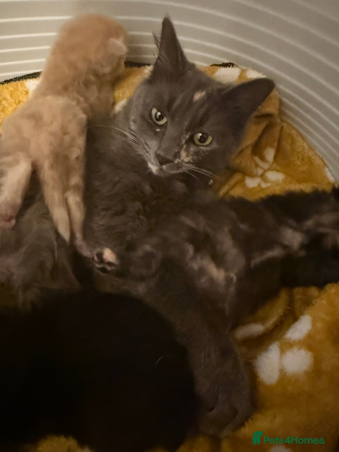Mixed Breed cats for sale: One female kitten remaining  - Image 2