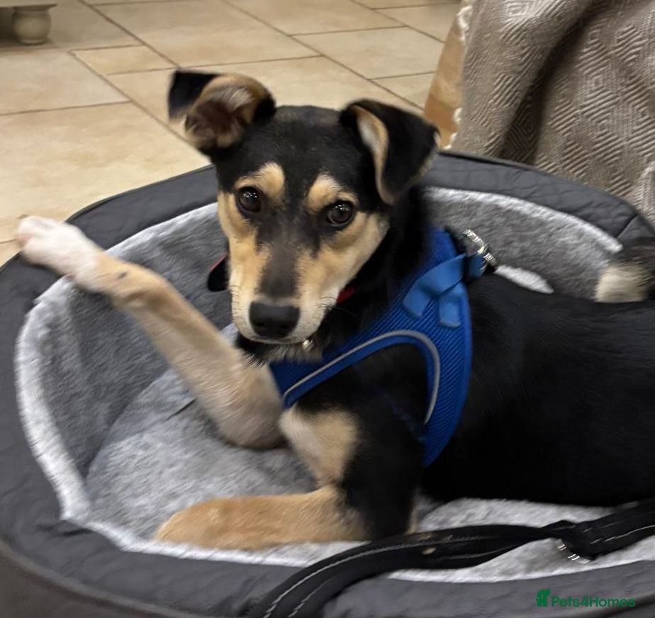 Mixed Breed dogs ❤️GITA❤️8 months old low-medium full of love & joy - Advert 1