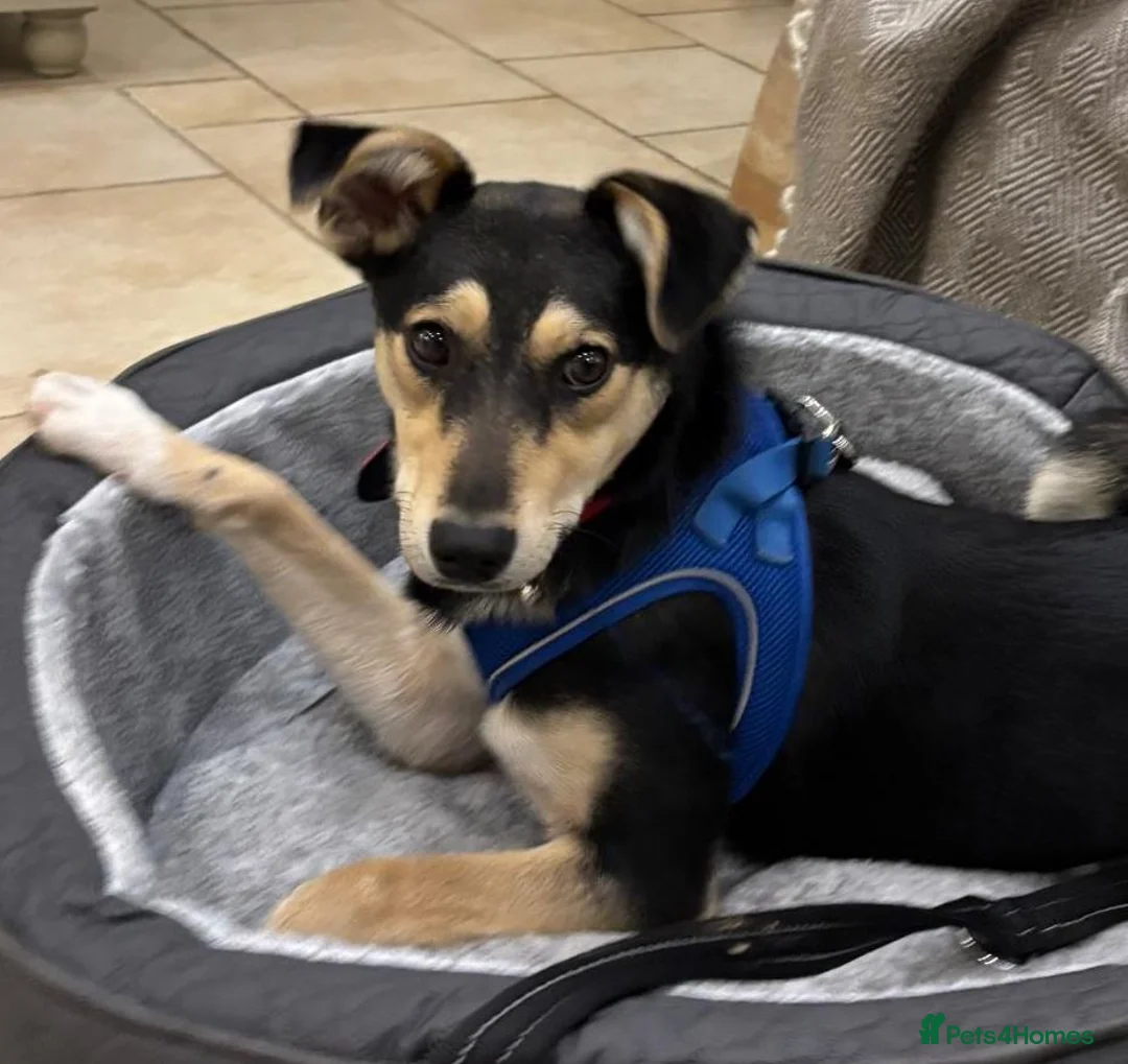 Mixed Breed dogs for adoption: ❤️GITA❤️8 months old low-medium full of love & joy in Daventry - Advert 1