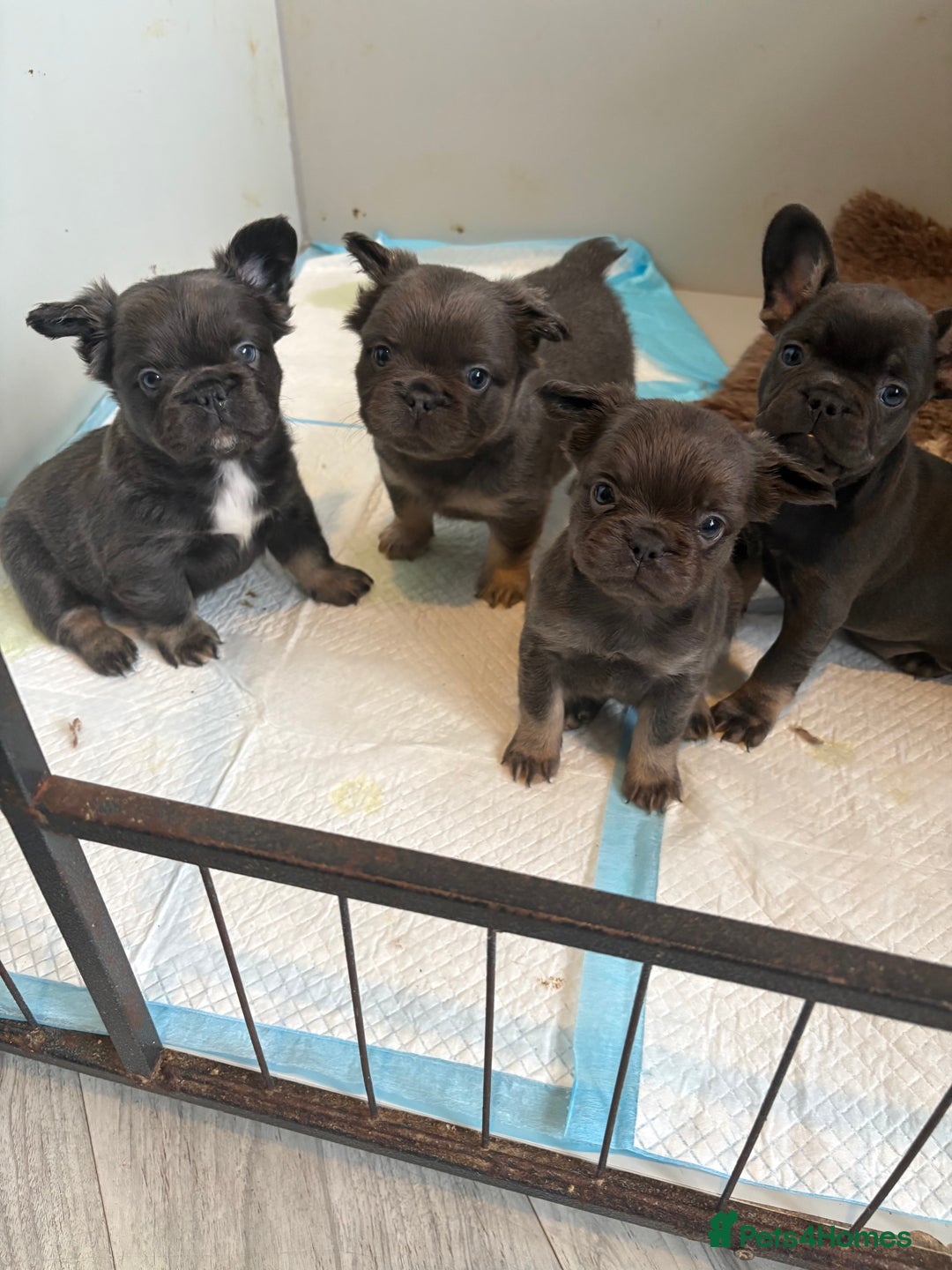 French Bulldog dogs for sale: French Bulldog Puppys - Advert 12