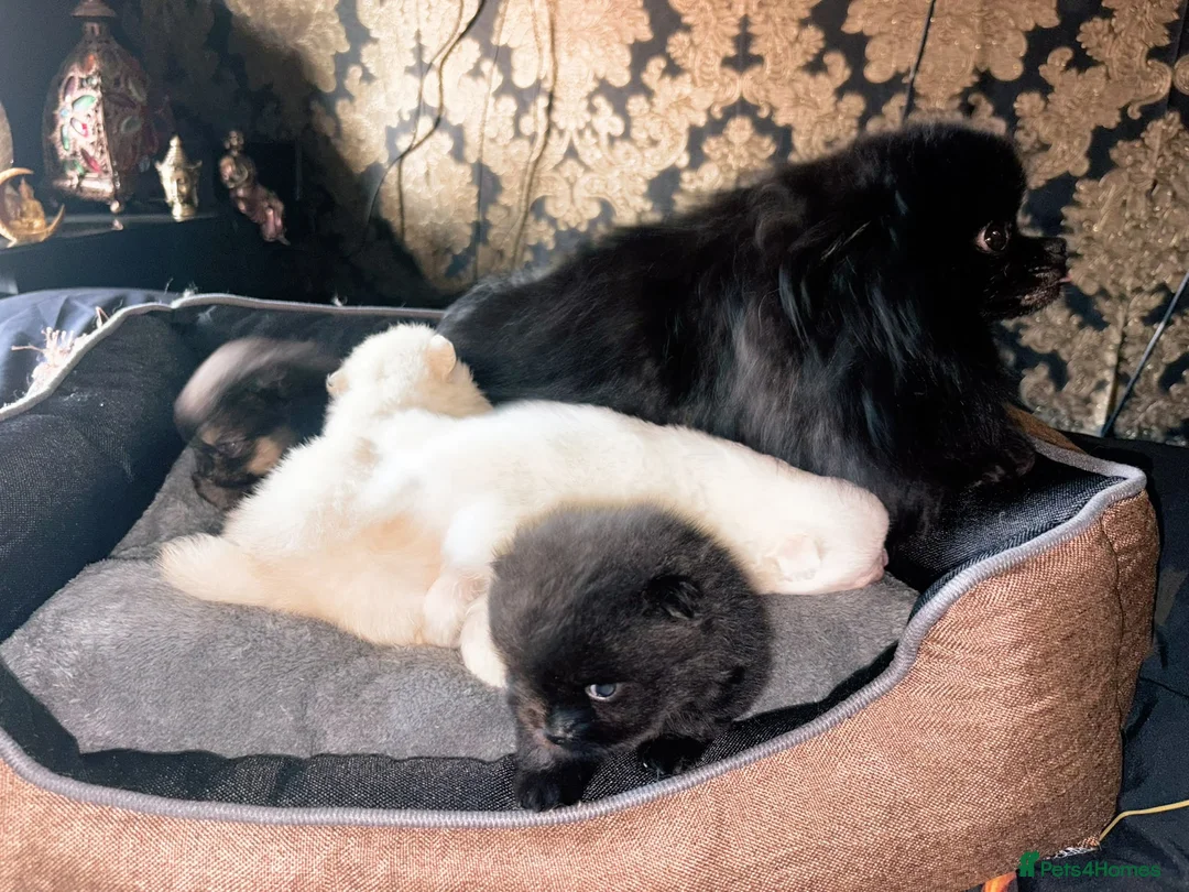 Pomeranian dogs for sale: Beautiful Pomeranian boy  in Warwick - Advert 2