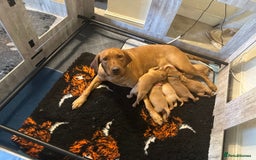 Labrador Retriever dogs for sale: Fox red lab girls available  - Advert 4