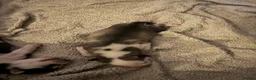 Siberian Husky dogs for sale: Siberian husky pups in Sutton-in-Ashfield - Advert 15