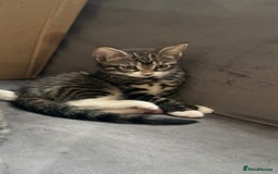 Mixed Breed cats for sale: Beautiful kitten looking for hime - Image 4