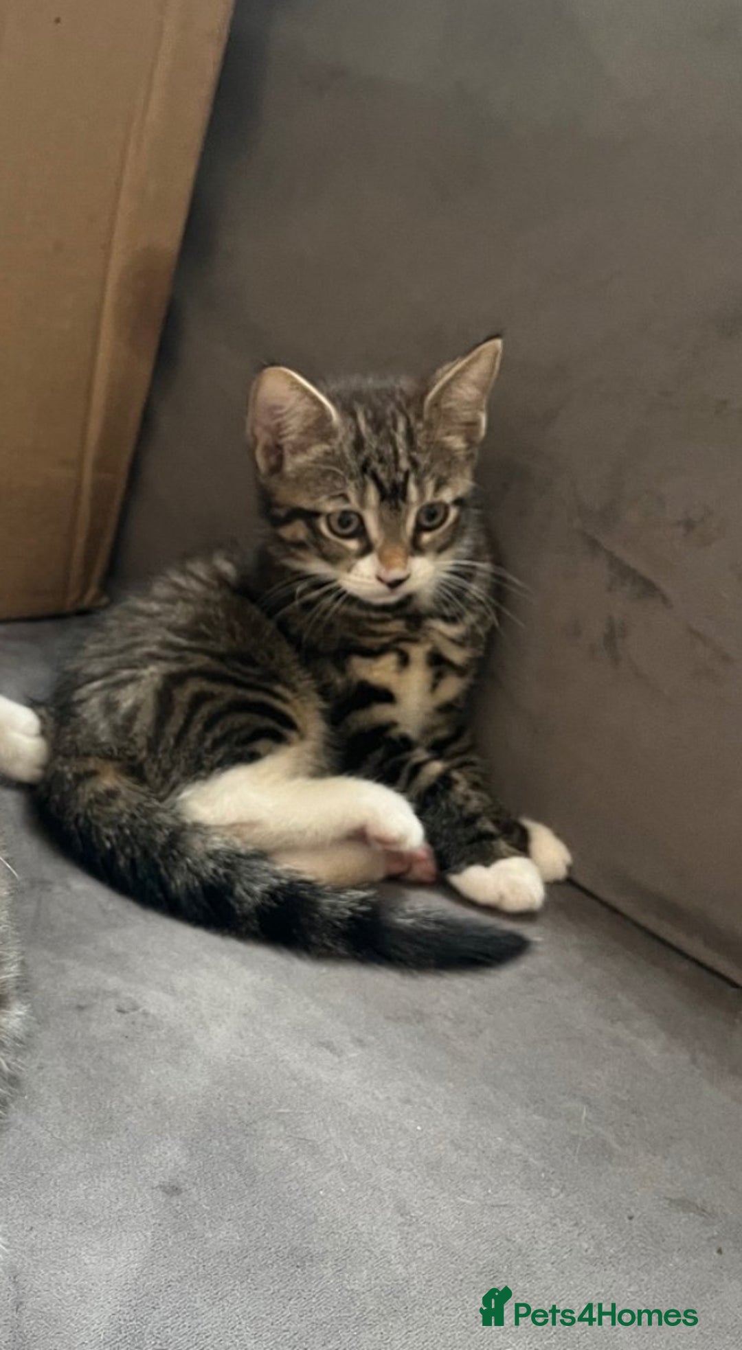Mixed Breed cats for sale: Beautiful kitten looking for hime - Image 4