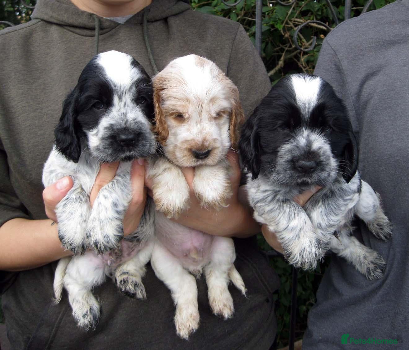 Cocker Spaniel dogs for sale: KC Reg Show Line Cocker Spaniel Puppies - Advert 1