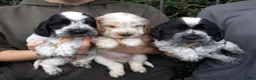 Cocker Spaniel dogs for sale: KC Reg Show Line Cocker Spaniel Puppies - Advert 1
