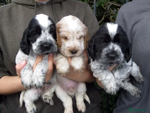 Cocker Spaniel dogs for sale: KC Reg Show Line Cocker Spaniel Puppies - Advert 1