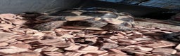 Tortoise reptiles for sale: pair of Spur-Thighed tortoises  - Advert 2