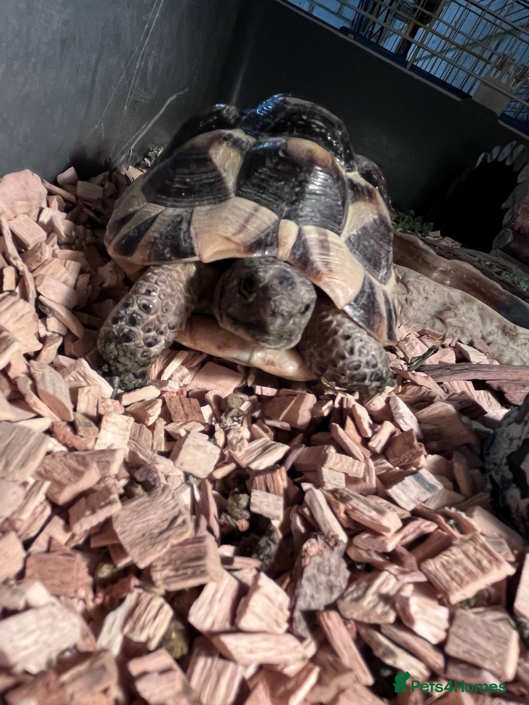 Tortoise reptiles for sale: pair of Spur-Thighed tortoises  - Advert 2