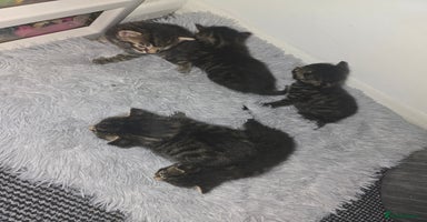 Mixed Breed cats - Advert 14