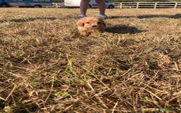 Cockapoo dogs for sale: Cockapoos  - Image 15