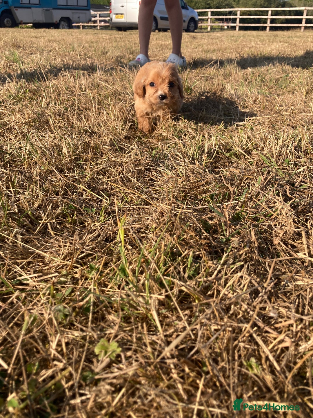Cockapoo dogs for sale: Cockapoos  - Image 15