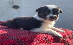 Border Collie dogs for sale: ISDS Registered Male puppies  - Image 3